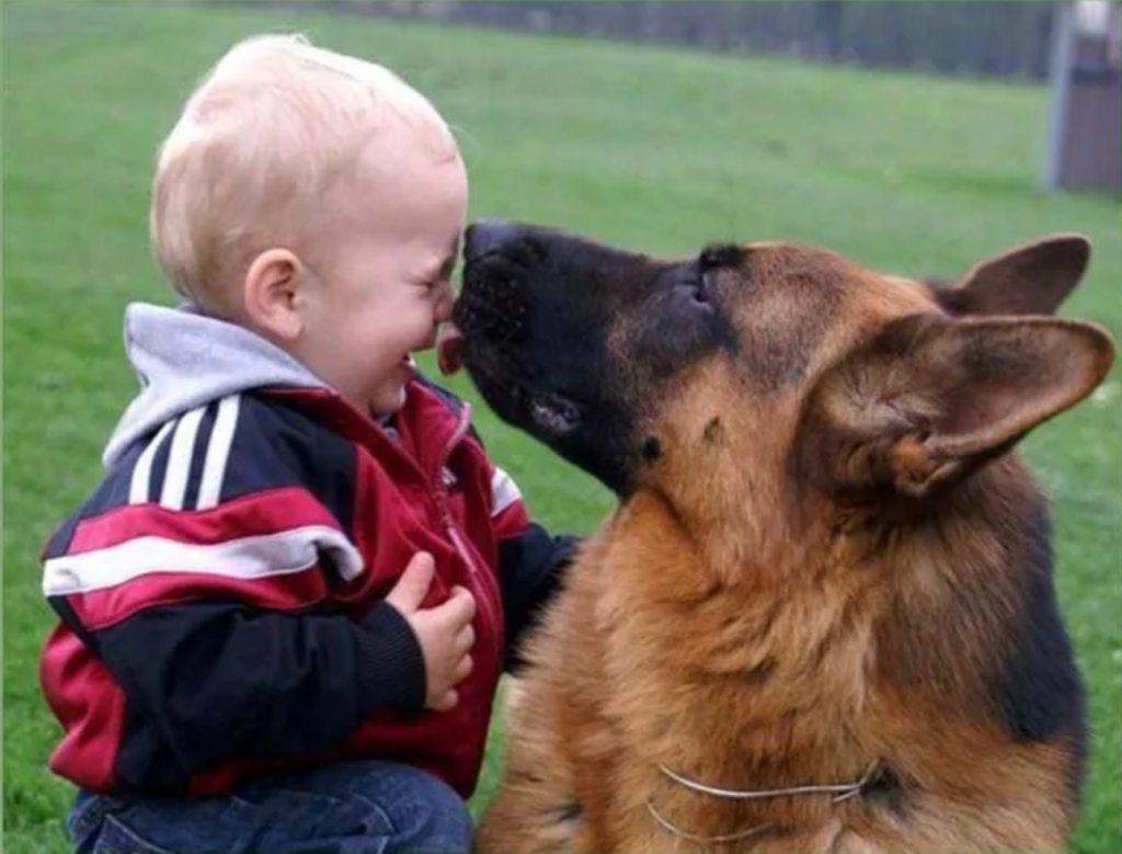 Dog licking kid's nose. 